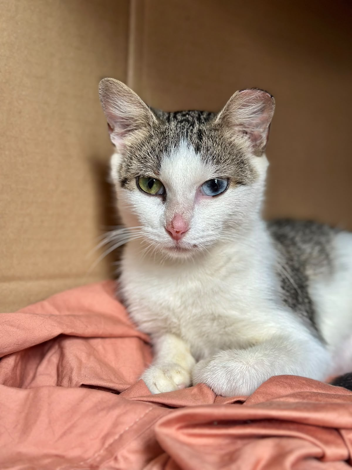 Photo of Iris, a white and grey tabby cat with heterochromia (one blue eye, one green eye) resting in a cardboard box