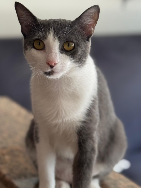 Rose, a gray and white cat with golden eyes sitting on a cat tree