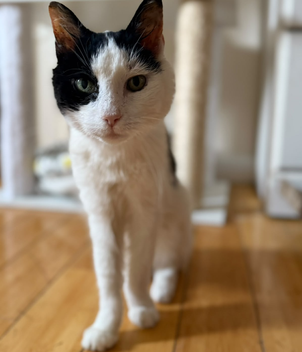 Sophia, a beloved senior rescued cat, resting peacefully at home