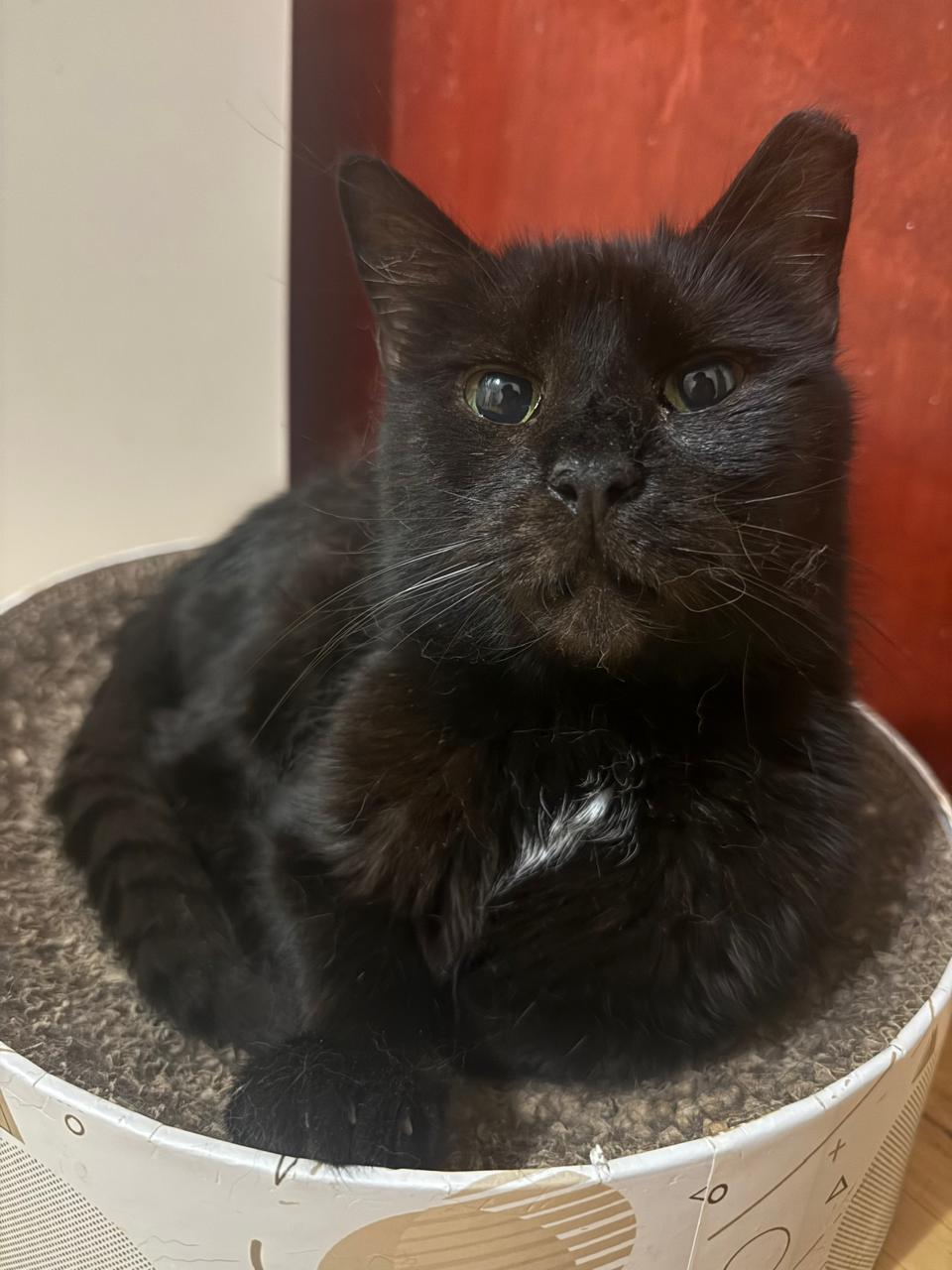 Venus, a senior black rescued cat, sitting peacefully indoors