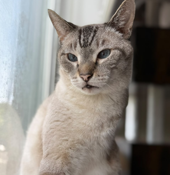 A rescued cream tabby cat with blue eyes sitting by a sunlit window